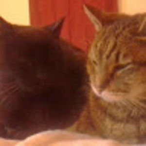 Meet your Posher, Roxie